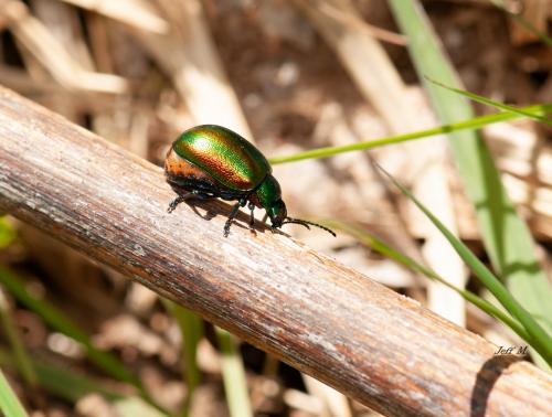 Réf. 283 407 : Chrysolina fastuosa
